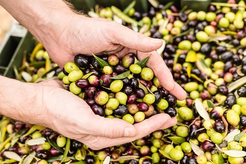 farmer holding a bunch of olives in his hand from the harvest