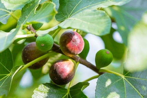figs ripening on a tree
