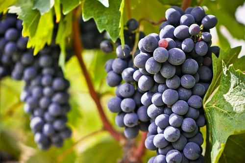 red grapes on a vine at a tuscany vineyard