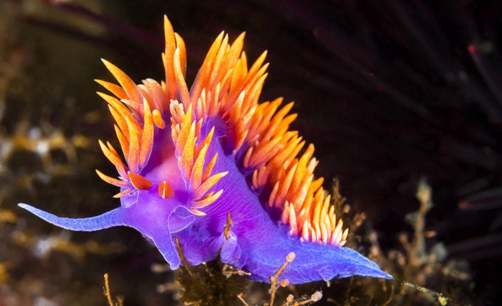 The very unique nudibranch. 