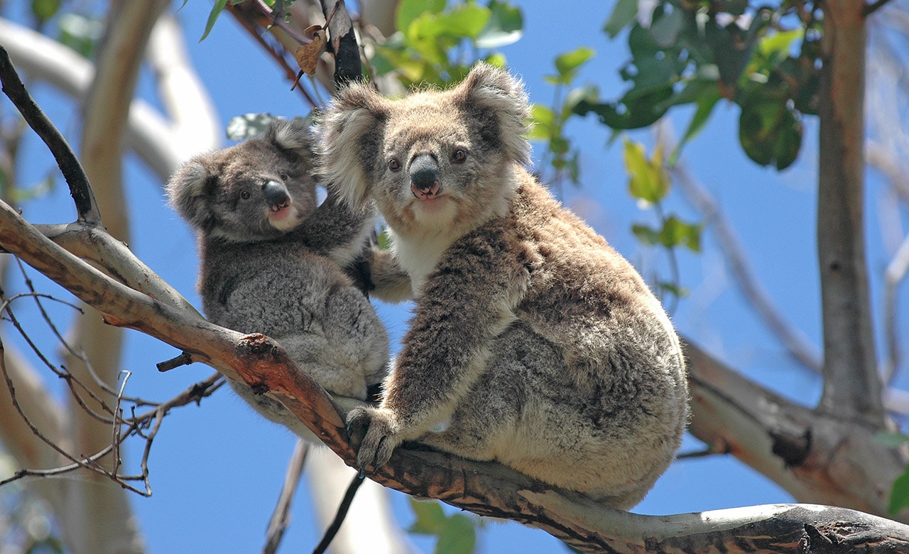 australian wildlife tours