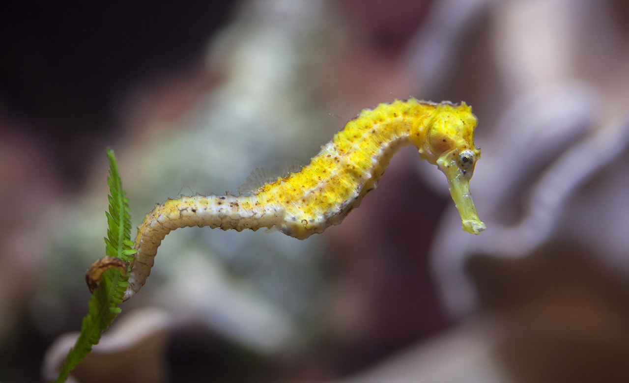 Incredible Underwater Animals