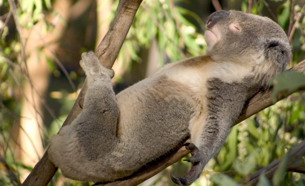 The 6 wildest animals you need to see when you visit Australia
