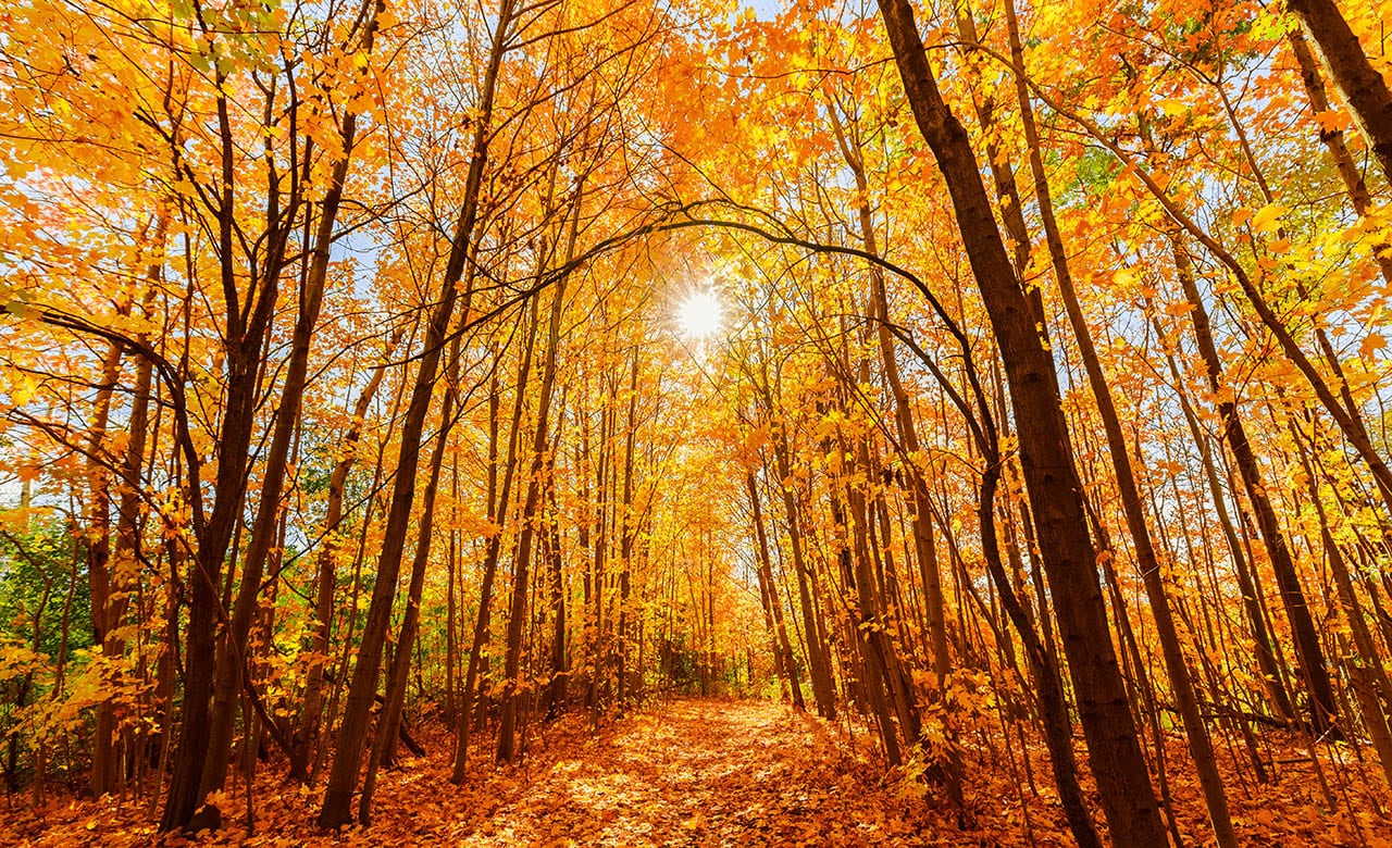 amazing gorgeous inviting view of yellow golden color autumn forest on sunny warm great day