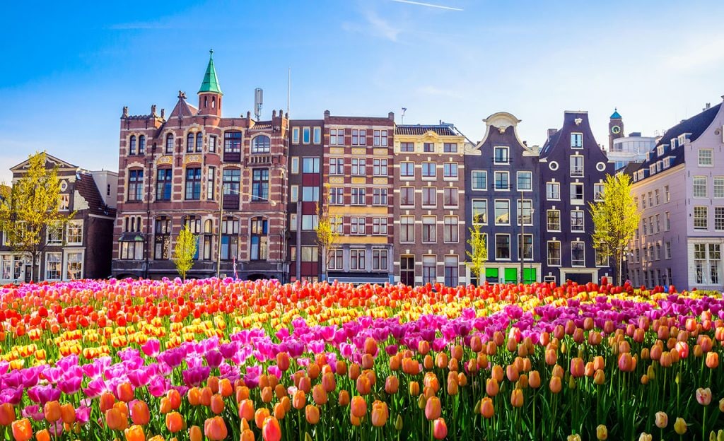 Tulips and buildings in Amsterdam 