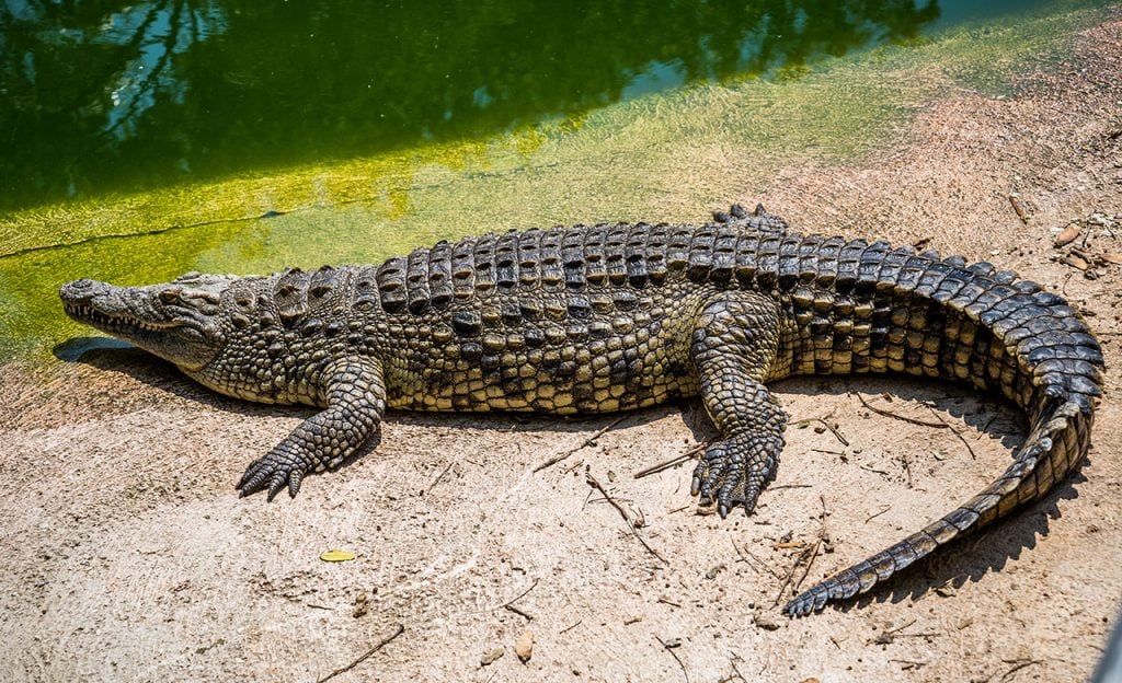  Australian crocodile sunbathing by water