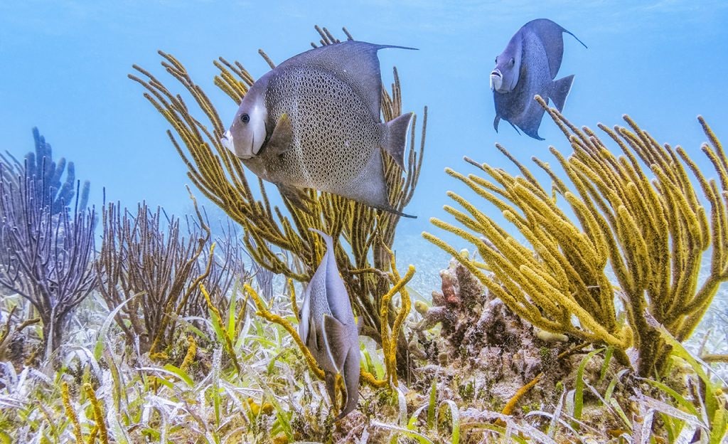French angelfish in a coral reef