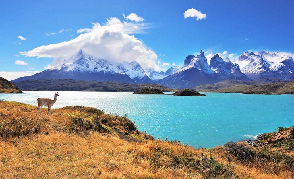 A guanaco near a lake in Patagonia