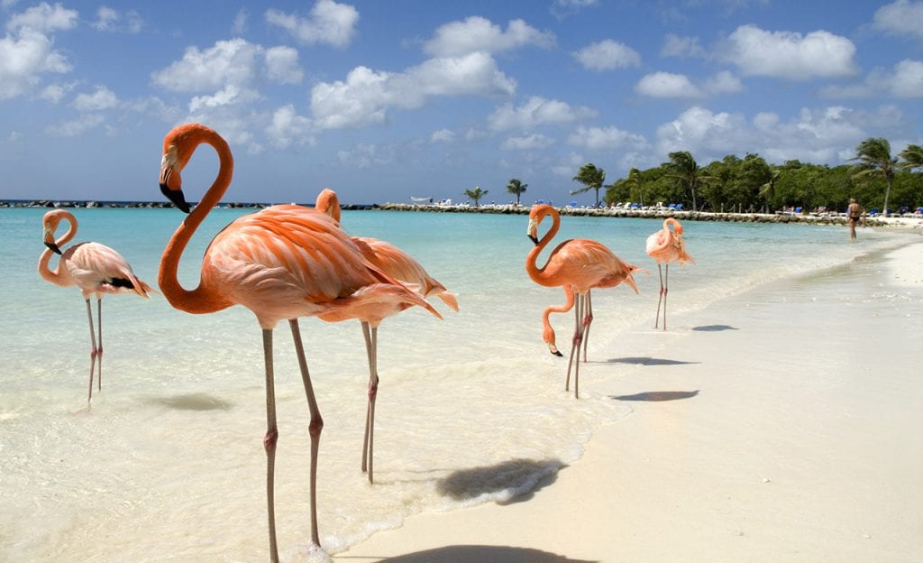Pink flamingos standing on the beach in Aruba