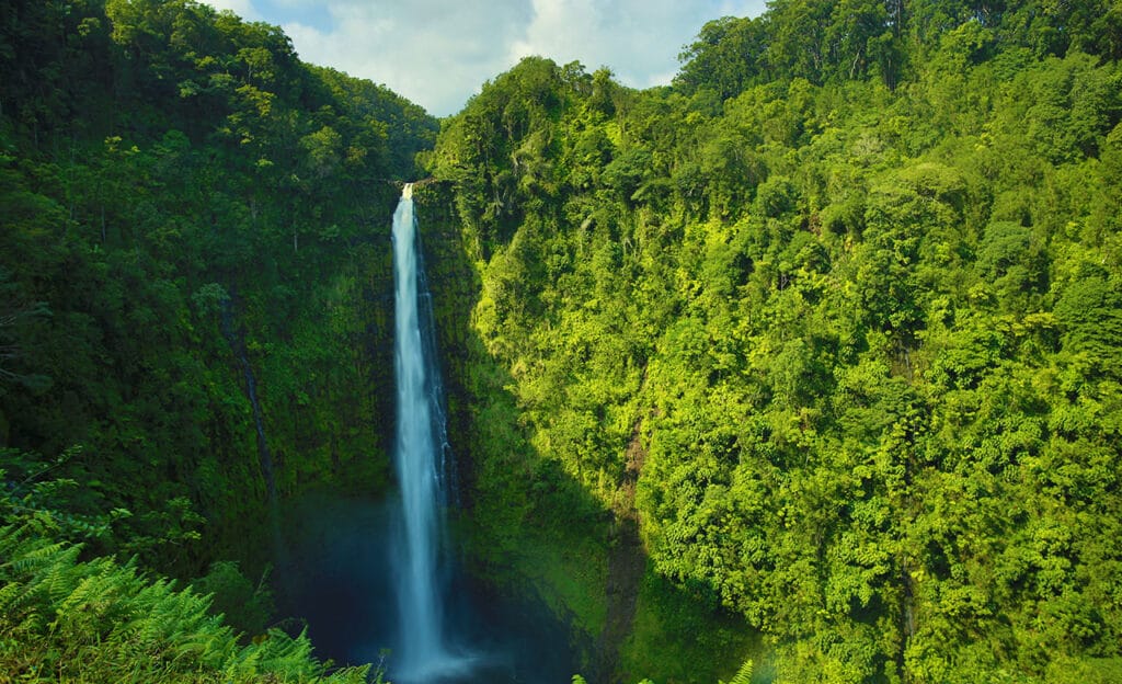 Akaka Falls in Hawaii surrounded by trees.