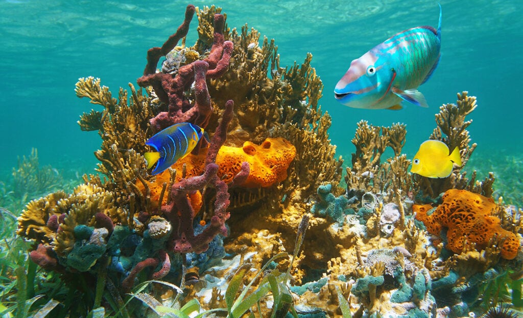 Colorful tropical marine life underwater in the Bahamas. 