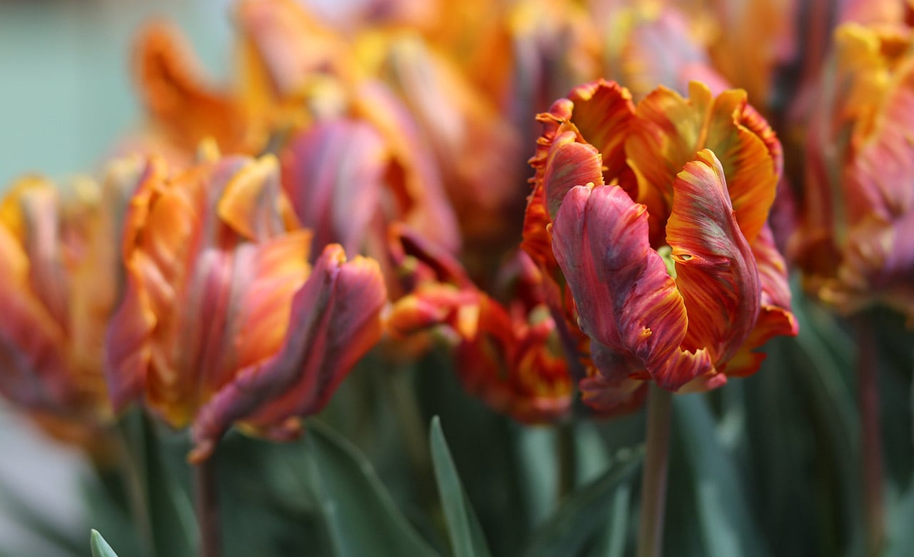 The "parrot" tulip is named for its feathery, colorful petals. 