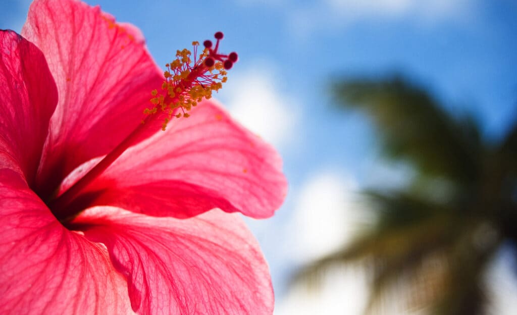 Hibiscus flower in the sun 