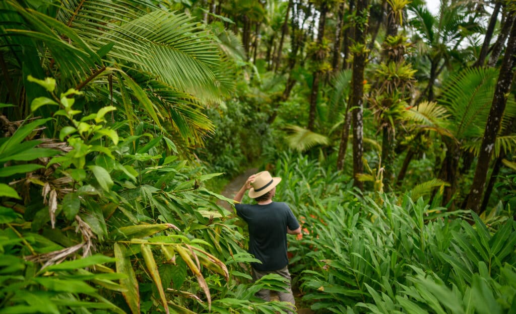 Man on a hiking trail surrounded by lush green tropical plants in El Yunque National Forest, Puerto Rico.