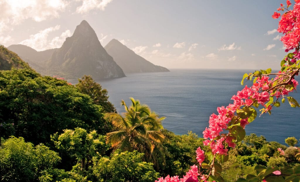 The Twin Pitons of St. Lucia surrounded by pink flowers.
