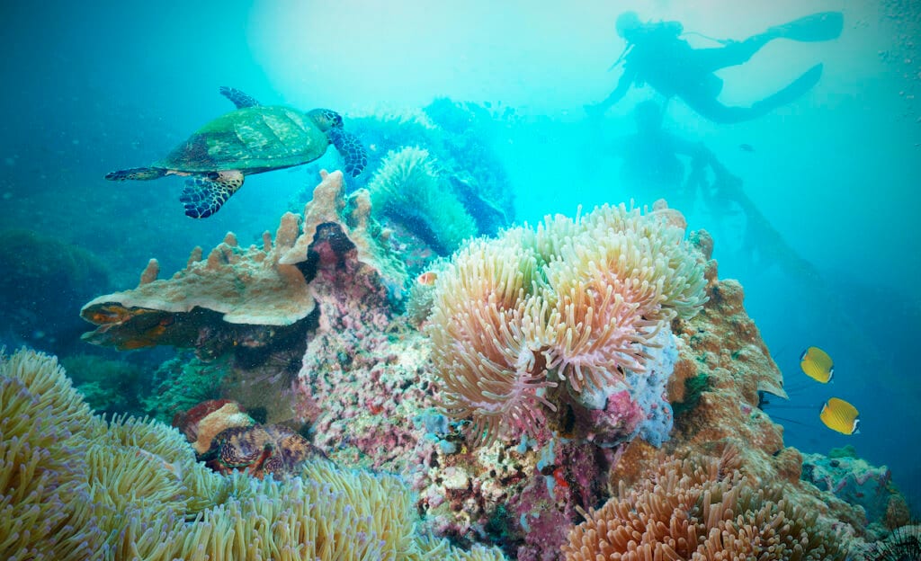 Sea turtle and scuba divers among a colorful coral reef.