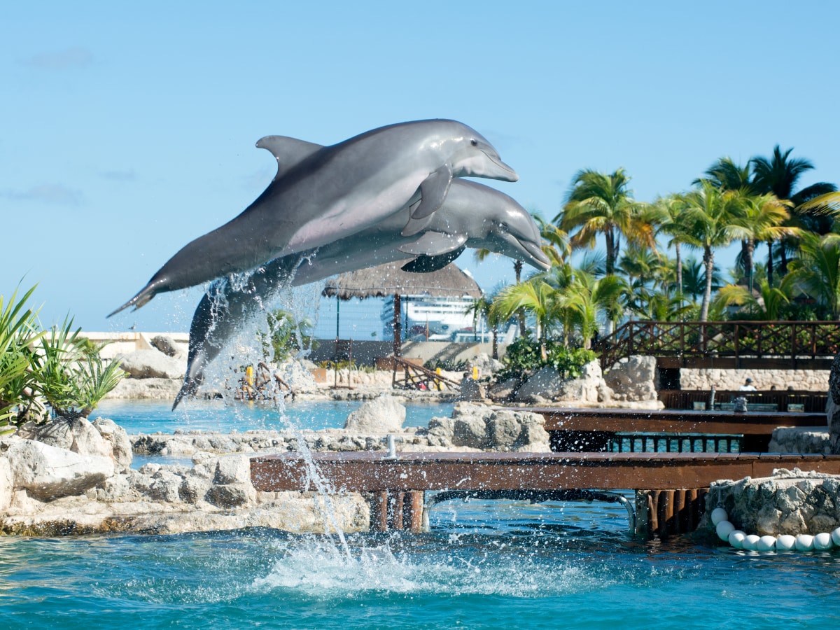 You Won't Believe This Tail Of Mistaken Identity - Mermaids & Manatees