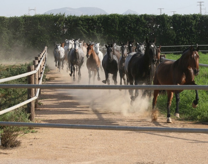Spanish Horse Ranch & Show - Cartagena, Spain Shore Excursions ...