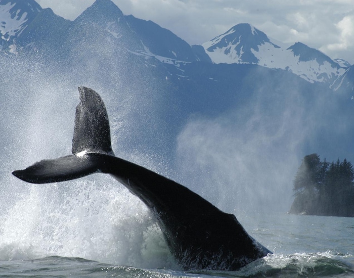 Whale Watching & Mendenhall Glacier Photo Safari JNU Shore Excursions